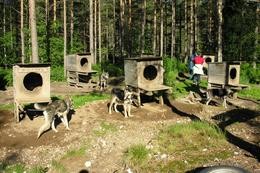 Huskys
