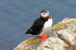 Puffin