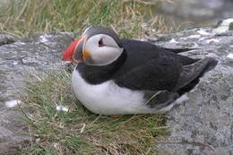 Puffin