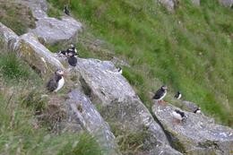 Puffinkolonie
