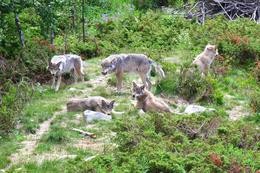 Wolfsrudel
