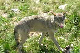 Wolf