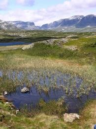 Hardangervidda
