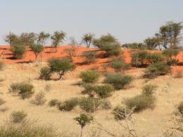 Kalahari Wste