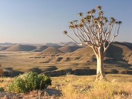 Kcherbaum oberhalb der Zebra River Lodge
