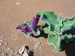 Pflanze in der Namib-Wüste