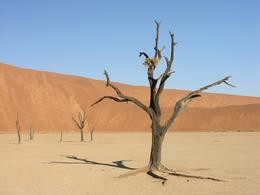 Dead Vlei