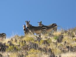 Hartmann Bergzebras