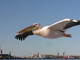 Pelikan im Anflug