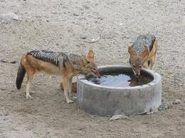Schakale am Wasserloch