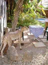 Im Bush Pillow Guest House