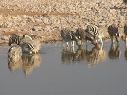 Zebras am Wasserloch