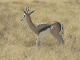 Springbok