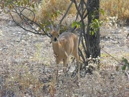 Steenbok