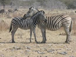 Zebras 