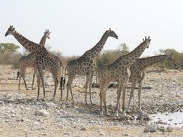 Giraffen am Wasserloch