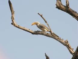 Yellow-billed Hornbill