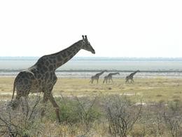 Giraffen vor der Fischer's Pan