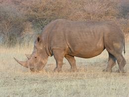 Breitmaulnashorn Bulle