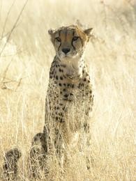 Gepard