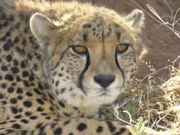 Gepard