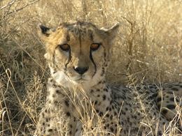 Gepard