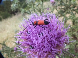 Kfer auf Distel