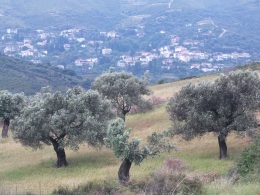 Olivenbume