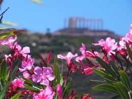 Oleander am Kap Sounion