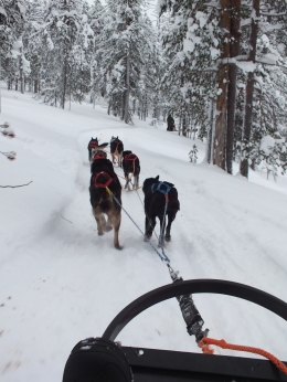 Huskies vom Schlitten aus