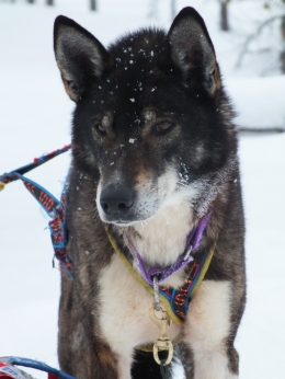 Husky