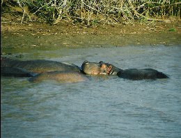 Baby Hippo