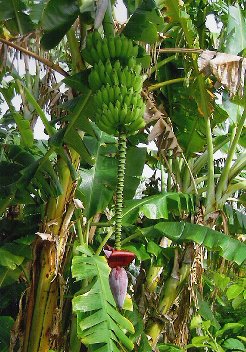 Banane