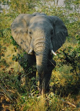 Elefant