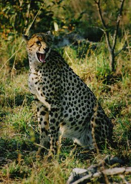Gepard