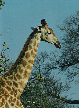 GiraffeKNP