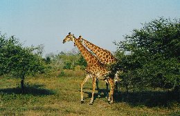 Giraffen