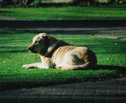 Golden Retriever Leo