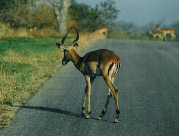 Impala