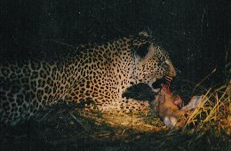Leopard