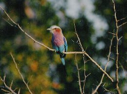 Lilac Breasted Roller
