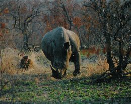 Nashorn