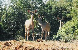 Nyala