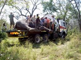 Betubter Elefant 