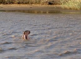 Hippo
