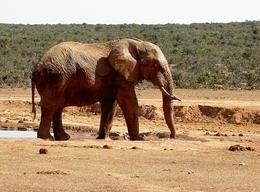 Elefant