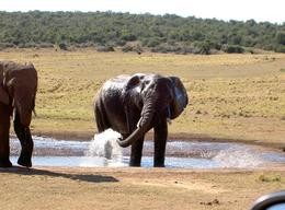 Elefant am Wasserloch