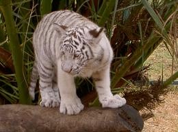 Tiger-Baby