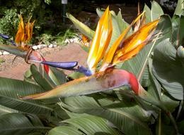 Orchidee