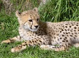 Gepard